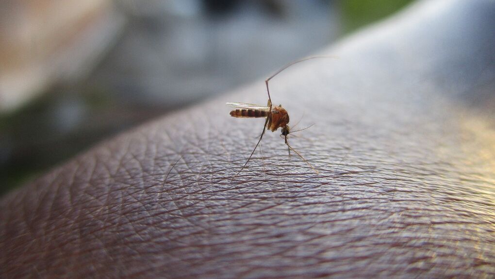 Tratamiento para mosquitos adultos.